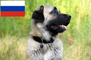 Read more about the article Rusya’da Kangal yetiştiricileri ve köpek yavruları