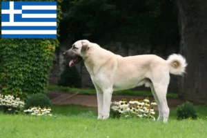Read more about the article Yunanistan’da Kangal yetiştiricileri ve köpek yavruları