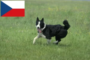 Read more about the article Çek Cumhuriyeti’ndeki Karelya Ayı Köpeği yetiştiricileri ve yavruları