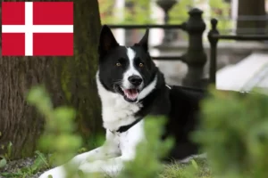 Read more about the article Danimarka’da Karelian Ayı Köpeği yetiştiricileri ve yavruları