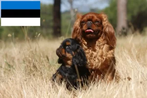 Read more about the article Estonya’da King Charles Spaniel yetiştiricileri ve köpek yavruları