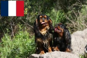 Read more about the article Fransa’da King Charles Spaniel yetiştiricileri ve köpek yavruları