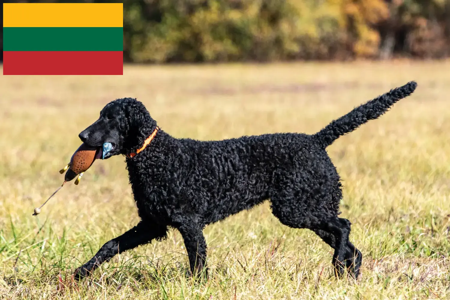 Read more about the article Litvanya’da Curly Coated Retriever yetiştiricileri ve köpek yavruları