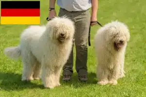 Read more about the article Almanya’da Komondor yetiştiricileri ve yavru köpekler