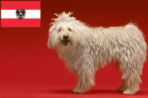 Read more about the article Avusturya’da Komondor yetiştiricileri ve köpek yavruları