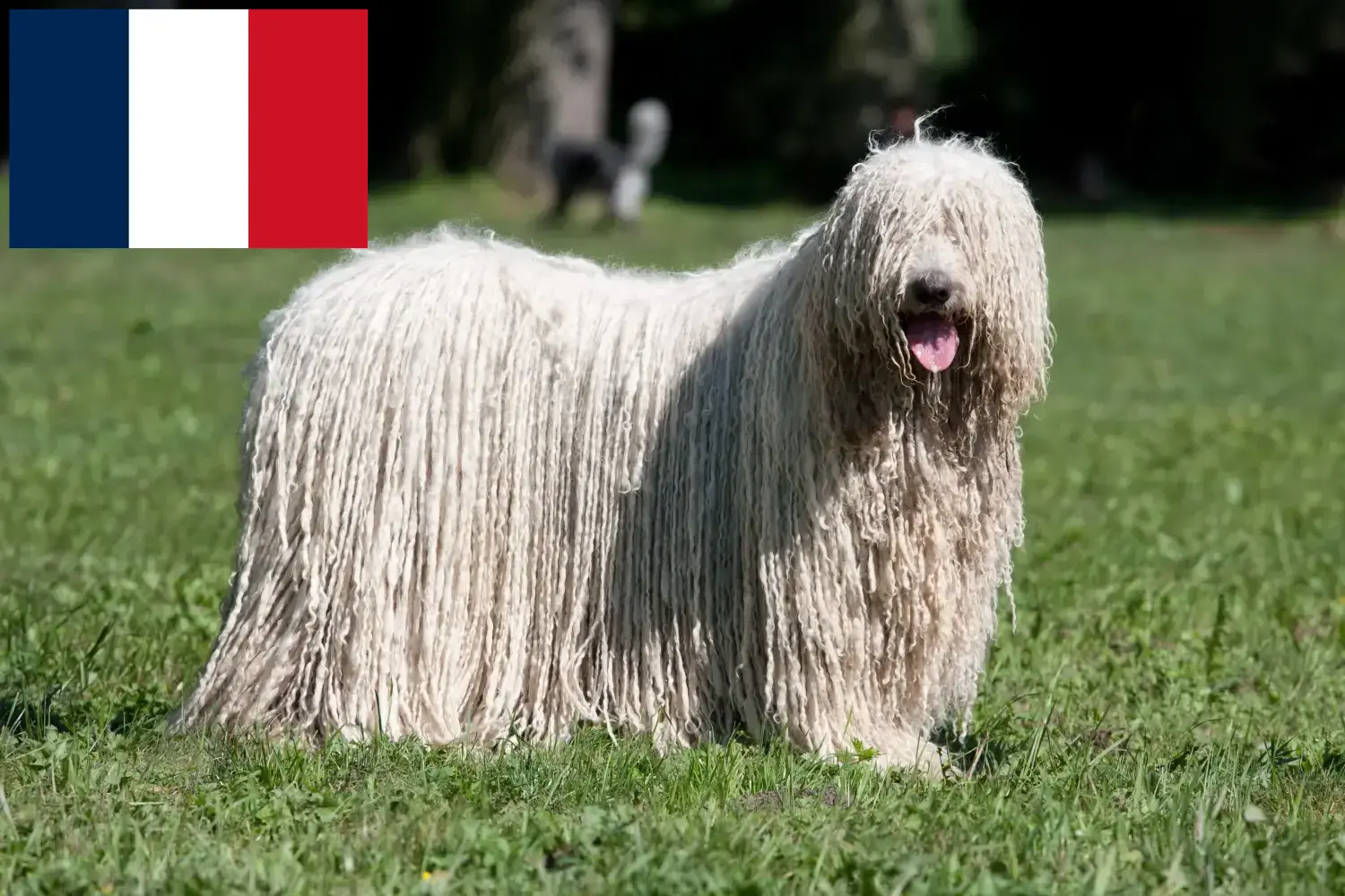 Komondor yavruları ve yetiştiricileri Fransa Burada Fransa'daki Komondore yetiştiricilerini bulabilirsiniz.