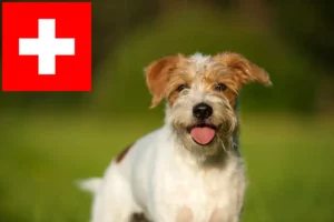 Read more about the article İsviçre’de Kromfohrländer yetiştiricileri ve köpek yavruları