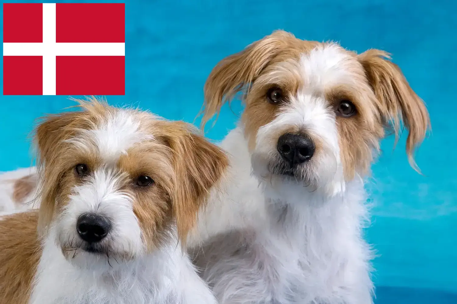 Kromfohrländer yavru köpek ve yetiştiricileri Danimarka Burada Danimarka'daki Kromfohrländer yetiştiricilerini bulabilirsiniz.