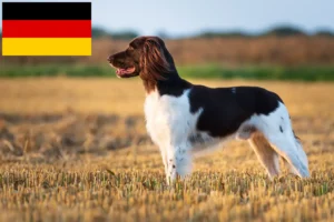 Read more about the article Almanya’da Küçük Münsterländer yetiştiricileri ve köpek yavruları