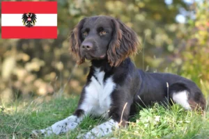 Read more about the article Avusturya’da Küçük Münsterländer yetiştiricisi ve köpek yavruları