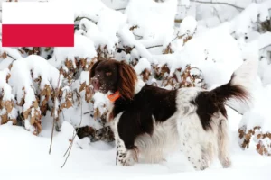 Read more about the article Polonya’da Küçük Münsterländer yetiştiricisi ve köpek yavruları
