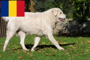 Read more about the article Romanya’da Kuvasz yetiştiricileri ve köpek yavruları