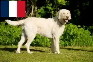 Read more about the article Fransa’da Labradoodle yetiştiricileri ve yavru köpekler