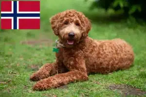 Read more about the article Norveç’te Labradoodle yetiştiricileri ve köpek yavruları