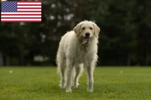 Read more about the article ABD’de Labradoodle yetiştiricileri ve yavru köpekler
