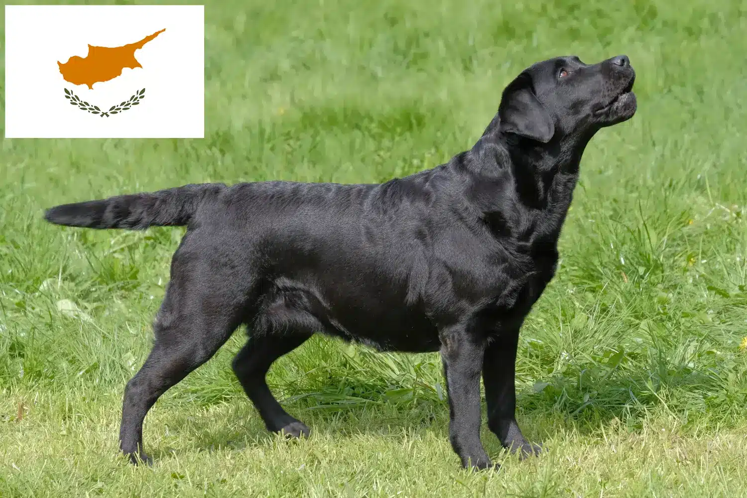 Read more about the article Kıbrıs’ta Labrador yetiştiricileri ve yavru köpekler