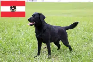 Read more about the article Avusturya’da Labrador yetiştiricileri ve yavru köpekler