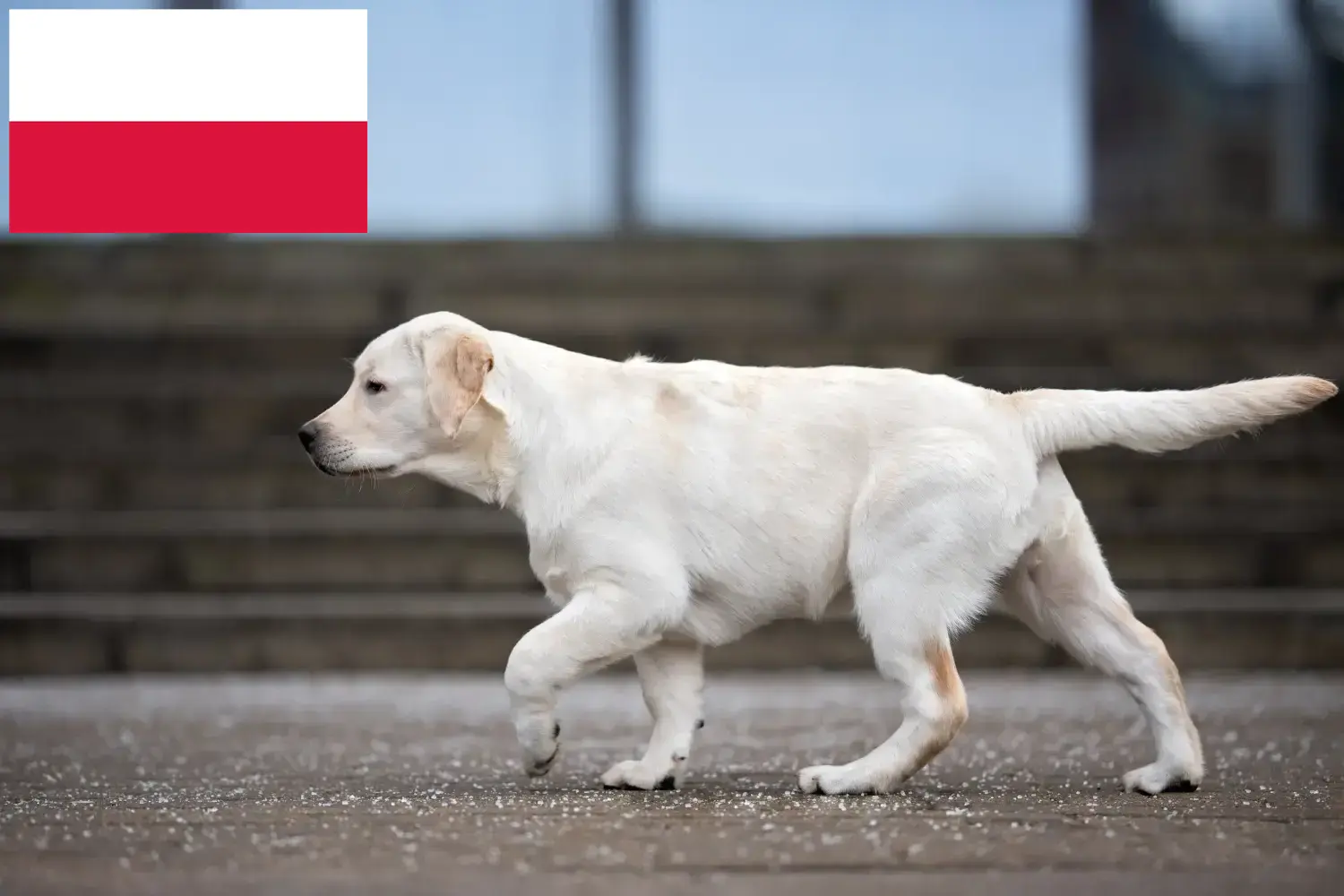 Read more about the article Polonya’da Labrador yetiştiricileri ve köpek yavruları