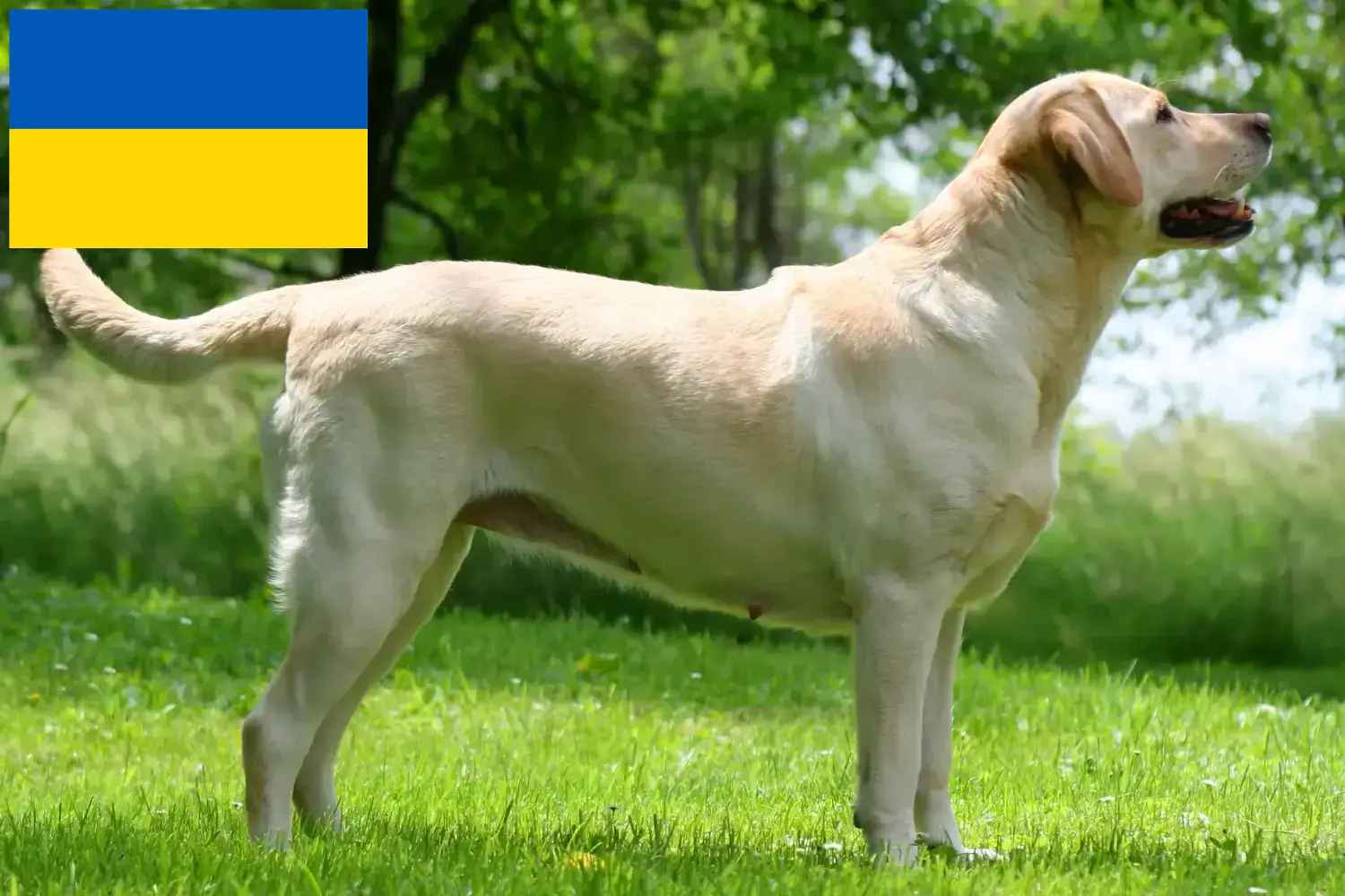 Labrador yavruları ve yetiştiricileri Ukrayna Burada Ukrayna'daki Labrador yetiştiricilerini bulabilirsiniz.