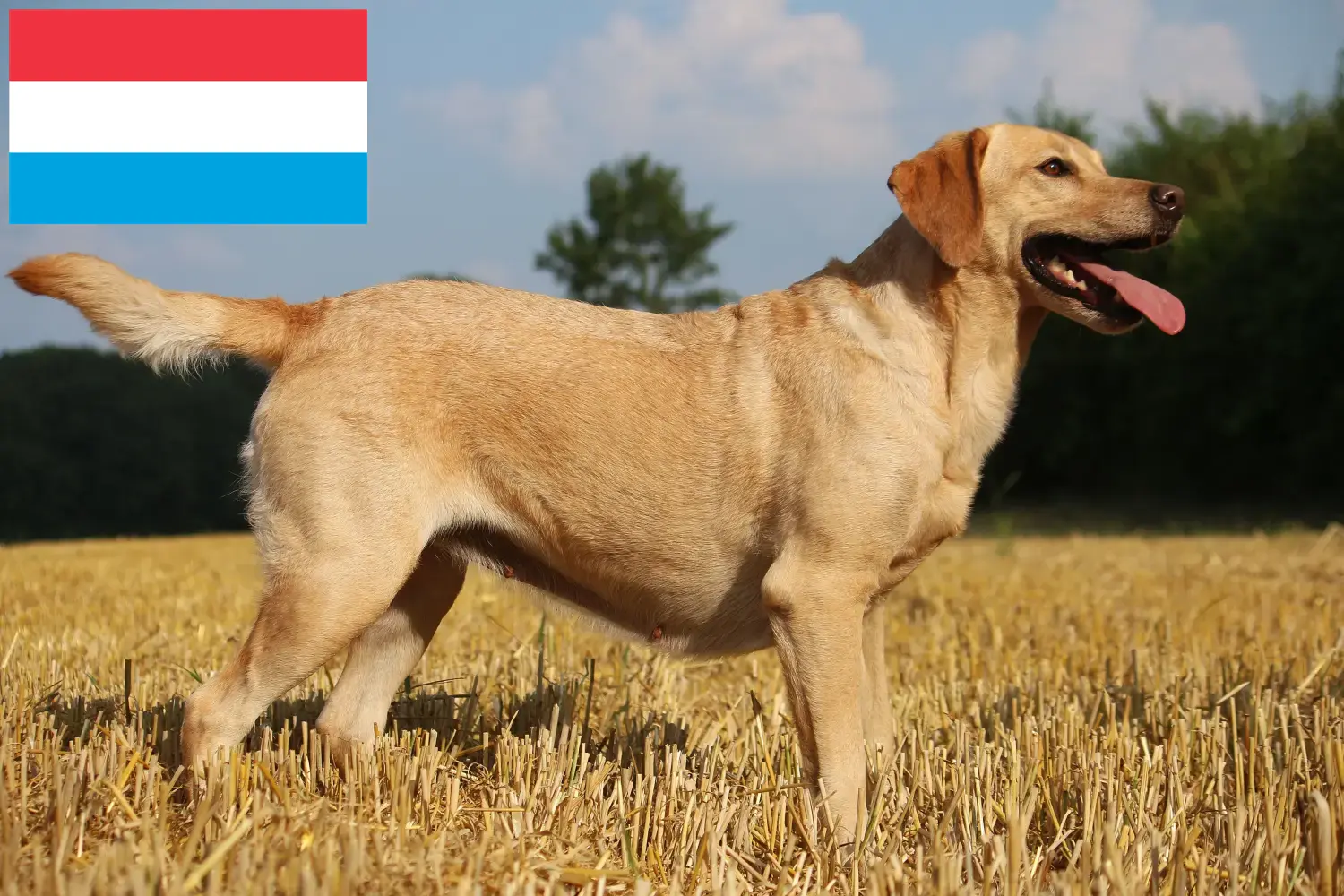 Read more about the article Lüksemburg’da Labrador yetiştiricileri ve köpek yavruları