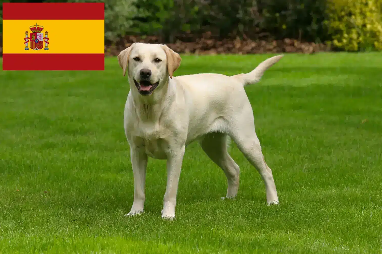 Labrador yavruları ve yetiştiricileri İspanya İspanya'daki Labrador yetiştiricilerini burada bulabilirsiniz.