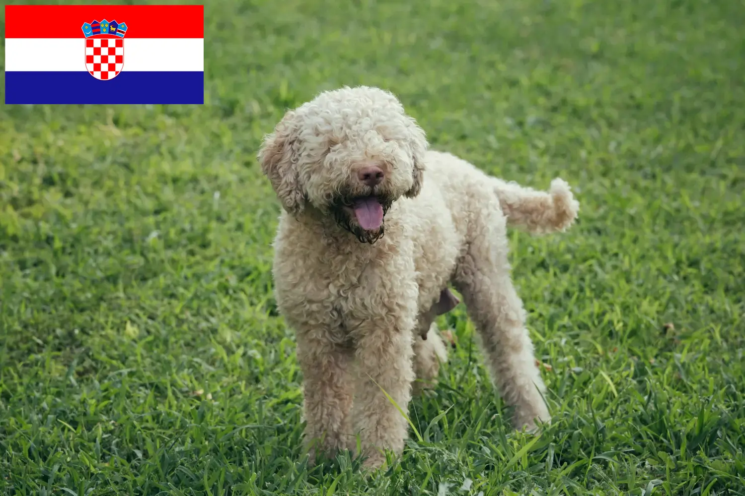 Read more about the article Hırvatistan’da Lagotto Romagnolo yetiştiricileri ve köpek yavruları