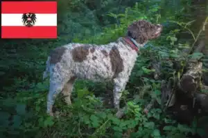 Read more about the article Avusturya’da Lagotto Romagnolo yetiştiricileri ve köpek yavruları