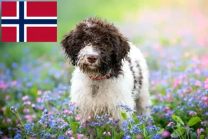 Read more about the article Norveç’te Lagotto Romagnolo yetiştiricileri ve köpek yavruları
