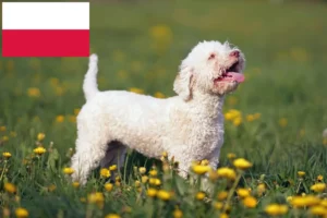Read more about the article Polonya’da Lagotto Romagnolo yetiştiricileri ve köpek yavruları