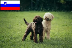 Read more about the article Slovenya’da Lagotto Romagnolo yetiştiricileri ve köpek yavruları