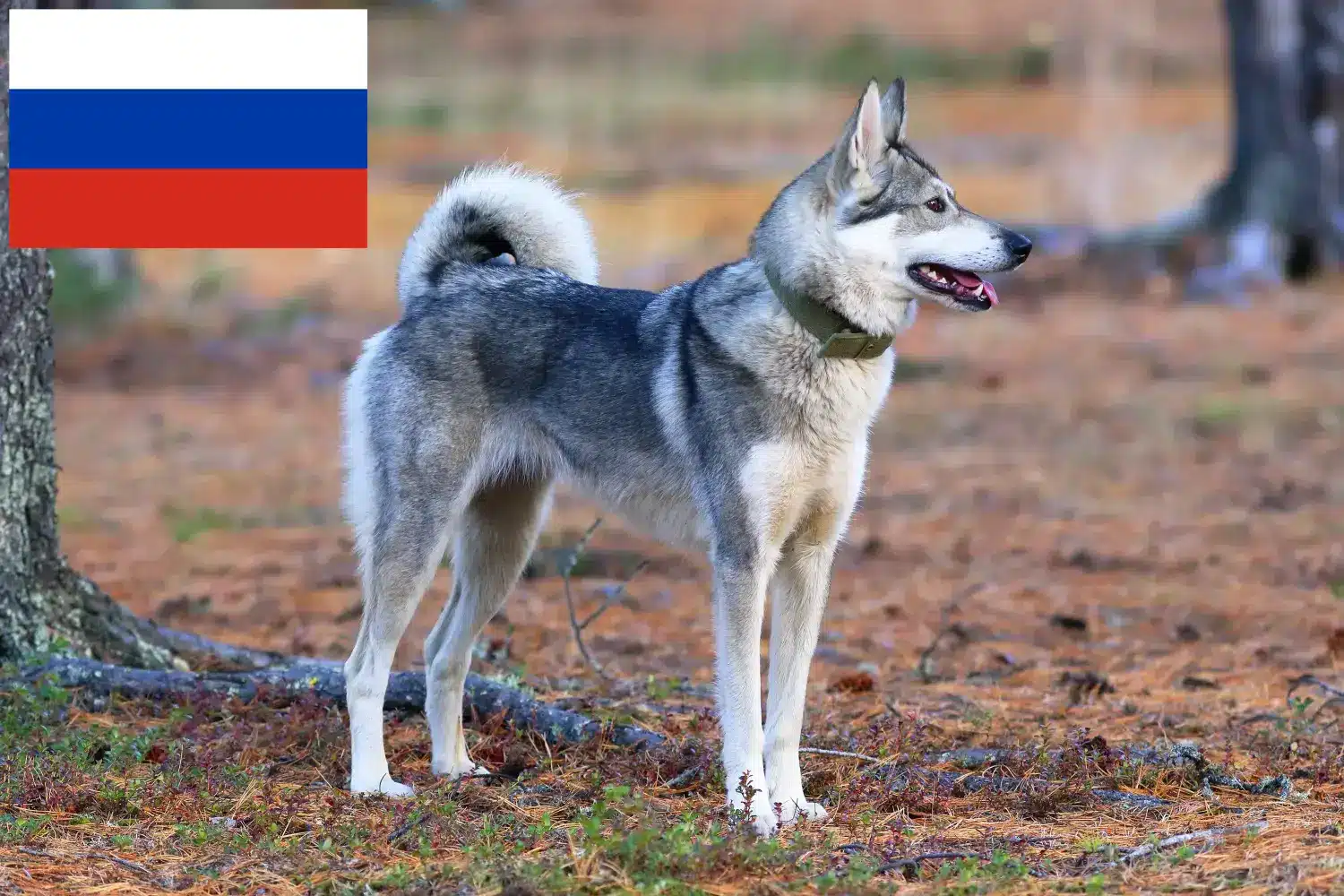 Read more about the article Rusya’da Laika yetiştiricileri ve yavru köpekler
