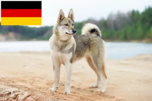 Read more about the article Almanya’da Laika yetiştiricileri ve yavru köpekler