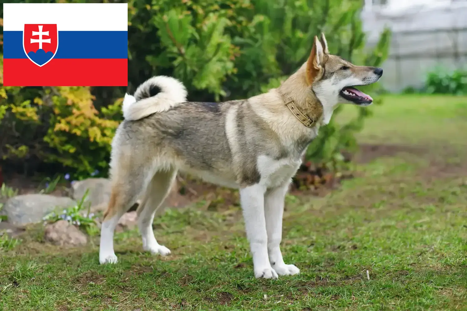 Read more about the article Slovakya’da Laika yetiştiricileri ve köpek yavruları