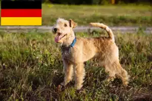 Read more about the article Almanya’da Lakeland Terrier yetiştiricileri ve köpek yavruları