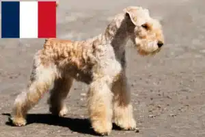 Read more about the article Fransa’da Lakeland Terrier yetiştiricileri ve köpek yavruları