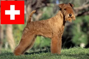 Read more about the article İsviçre’de Lakeland Terrier yetiştiricileri ve köpek yavruları