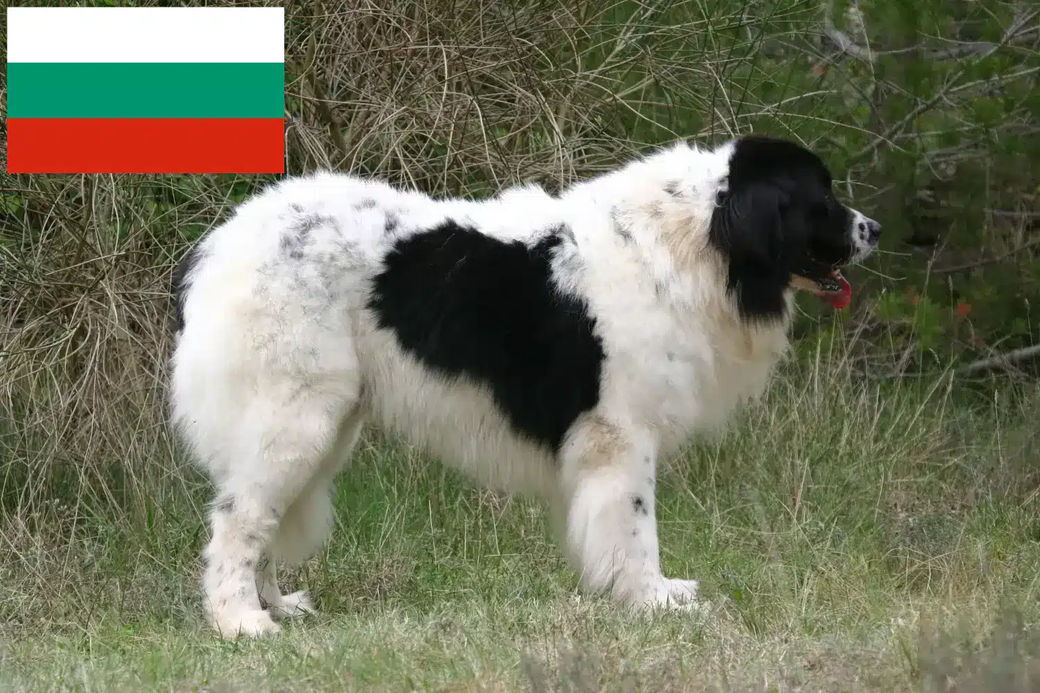 Landseer yavru köpek ve yetiştiricileri Bulgaristan Bulgaristan'daki Landseer yetiştiricilerini burada bulabilirsiniz.