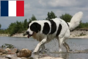 Read more about the article Fransa’da Landseer yetiştiricileri ve köpek yavruları