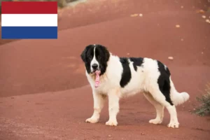 Read more about the article Hollanda’daki Landseer yetiştiricileri ve yavru köpekler