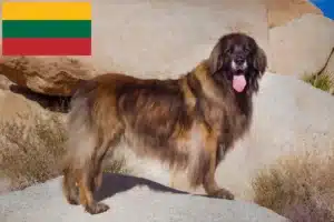 Read more about the article Litvanya’da Leonberger yetiştiricileri ve köpek yavruları