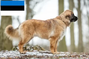 Read more about the article Estonya’daki Leonberger yetiştiricileri ve köpek yavruları