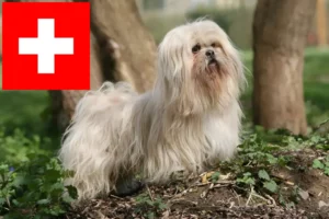 Read more about the article İsviçre’de Lhasa Apso yetiştiricileri ve köpek yavruları