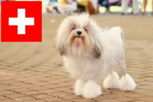 Read more about the article İsviçre’de Löwchen yetiştiricileri ve köpek yavruları