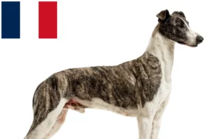 Read more about the article Fransa’da Magyar Agar yetiştiricileri ve köpek yavruları