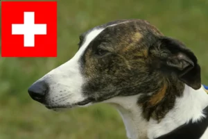 Read more about the article İsviçre’de Magyar Agar yetiştiricileri ve köpek yavruları