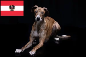Read more about the article Avusturya’da Magyar Agar yetiştiricileri ve köpek yavruları