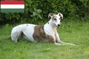 Read more about the article Macaristan’da Magyar Agar yetiştiricileri ve köpek yavruları