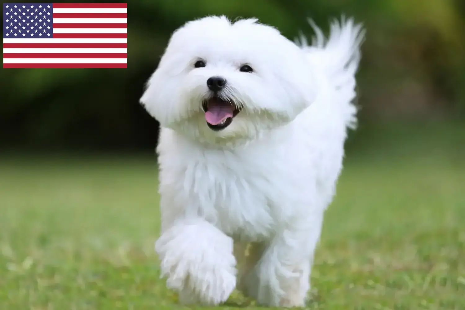 Read more about the article ABD’deki Maltese yetiştiricileri ve yavru köpekler