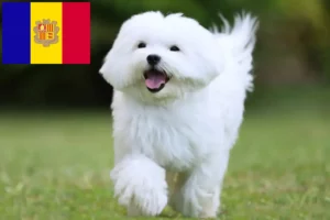 Read more about the article Andorra’daki Malta yetiştiricileri ve köpek yavruları