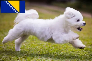Read more about the article Bosna Hersek’teki Malta yetiştiricileri ve yavru köpekler